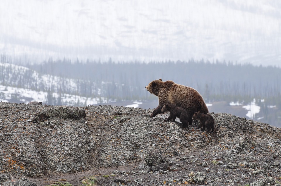 bears, cubs, wildlife