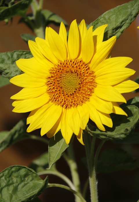 sunflower, large, blossom