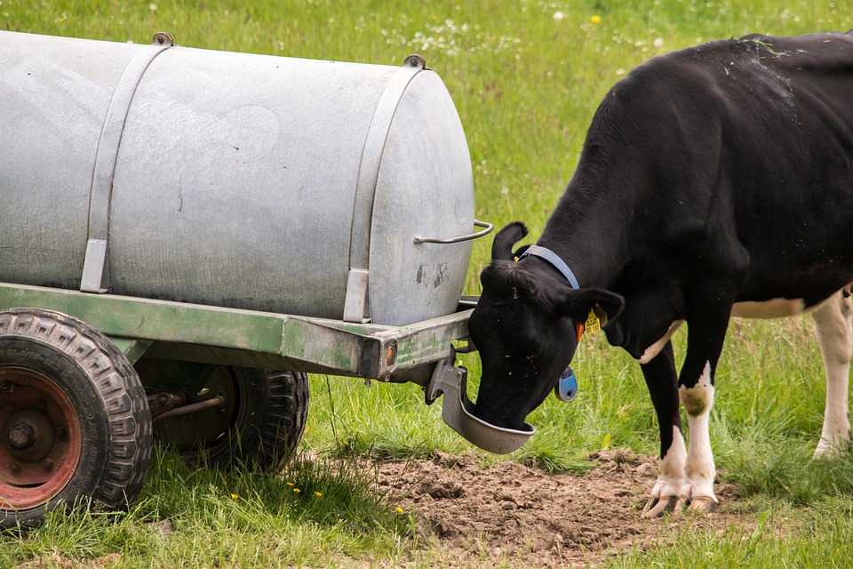 cow, drink, water truck
