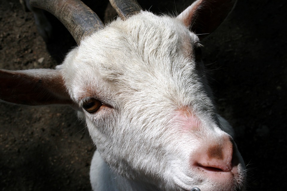 animal, white goat, farm