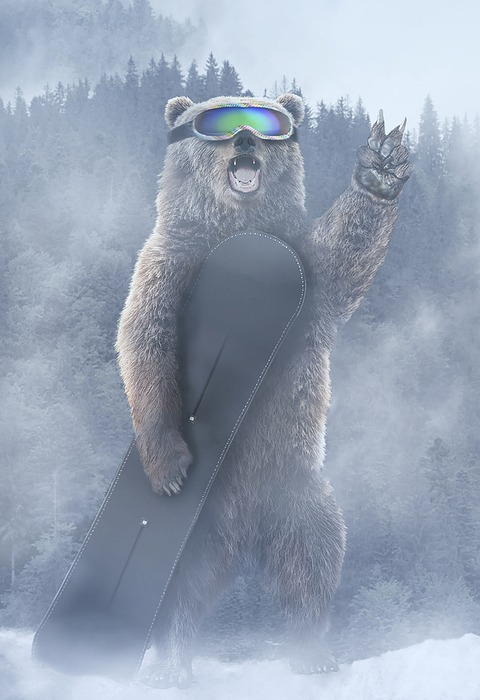 bear, snowboard, snowboarding