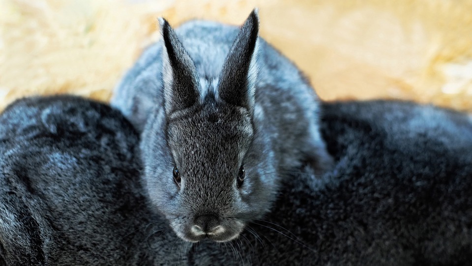 hare, child, long eared