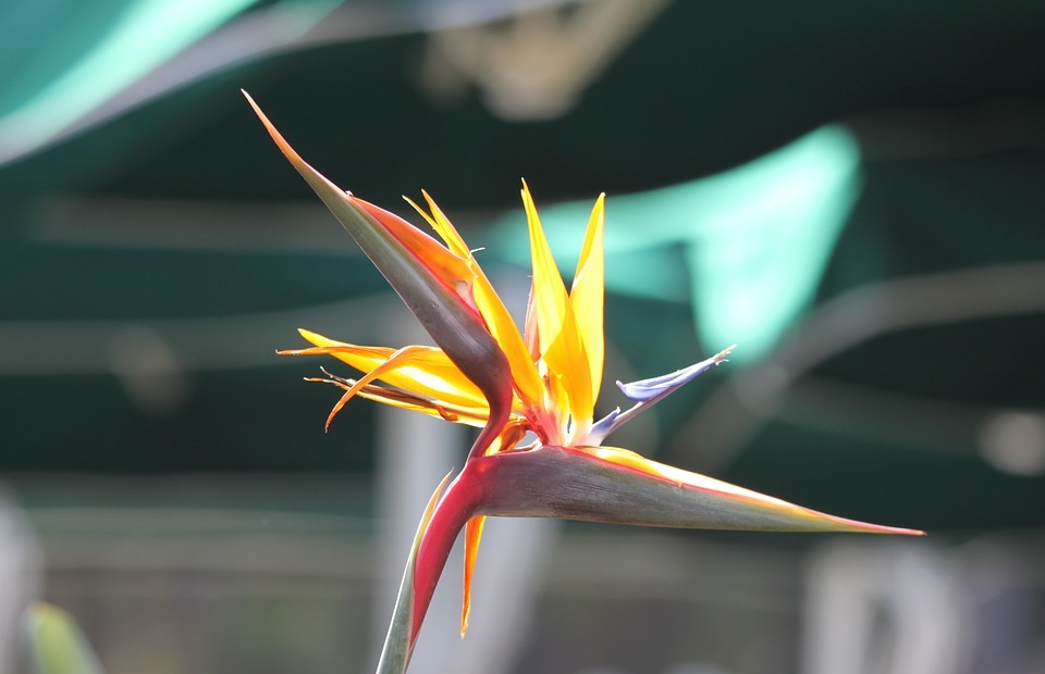 caudata, bird of paradise flower, exotic