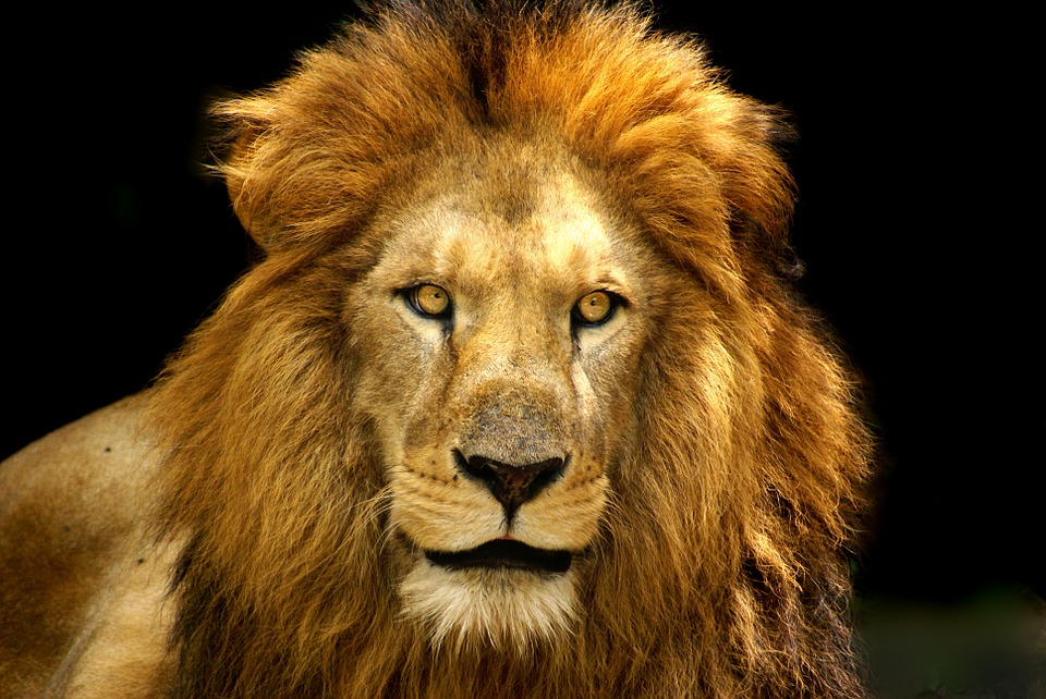 lion, fierce, mane