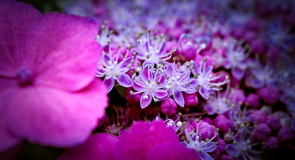 hydrangea, bright, flower