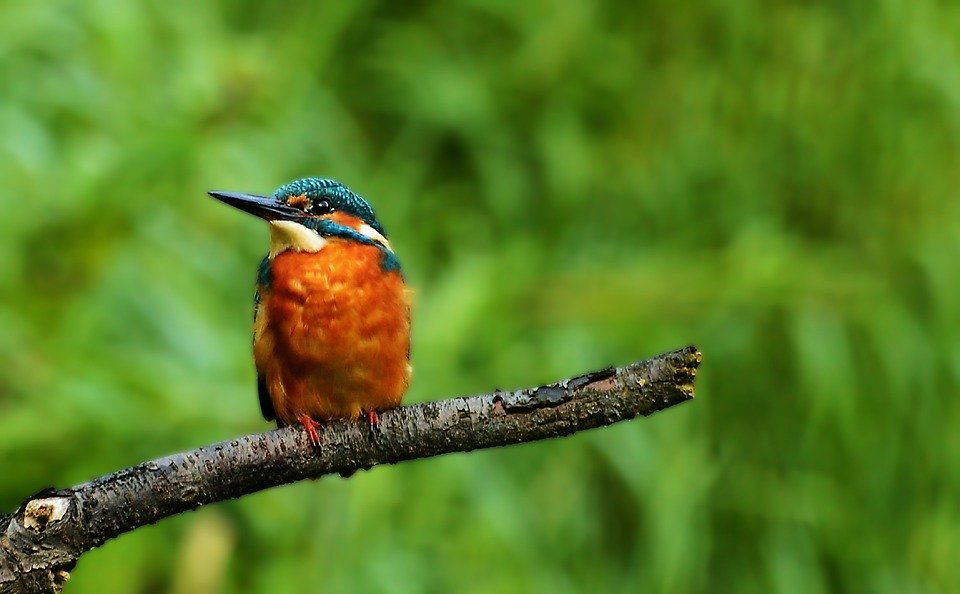 the kingfisher, nature, colorful