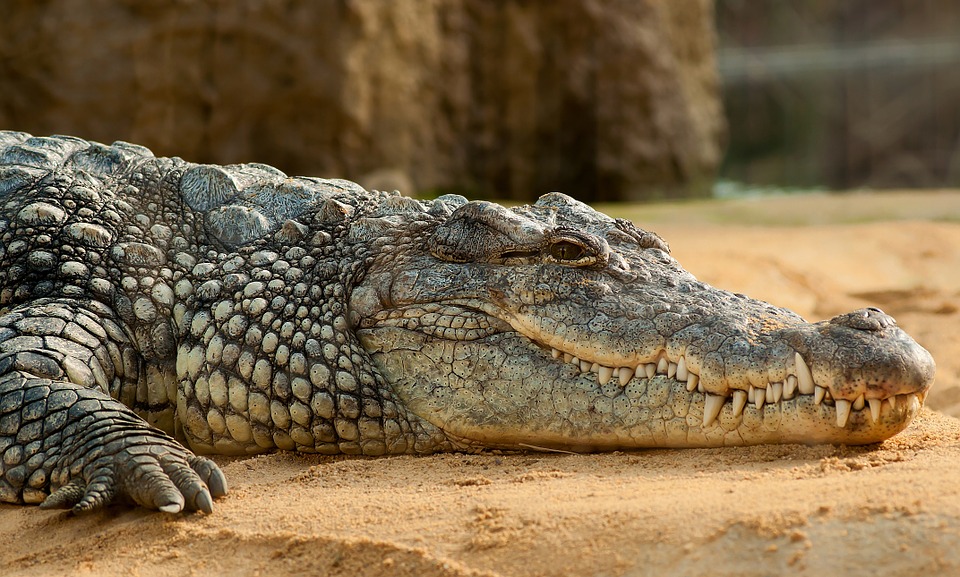 nile crocodile, crocodylus niloticus, zoo