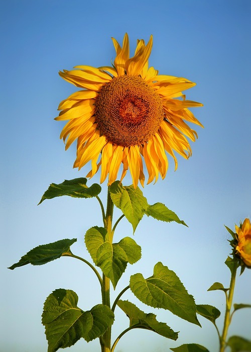 sunflower, field, blossom