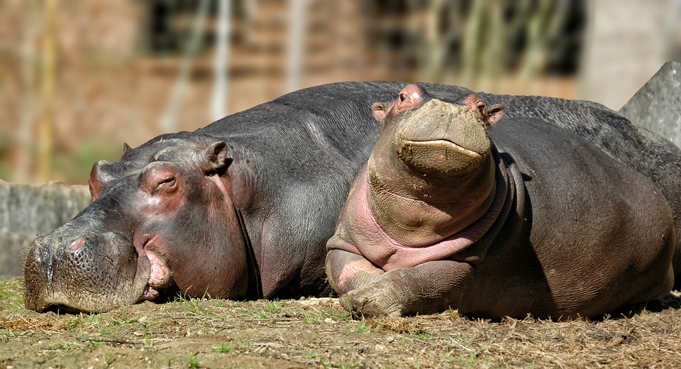 hippopotamus, baby, mother