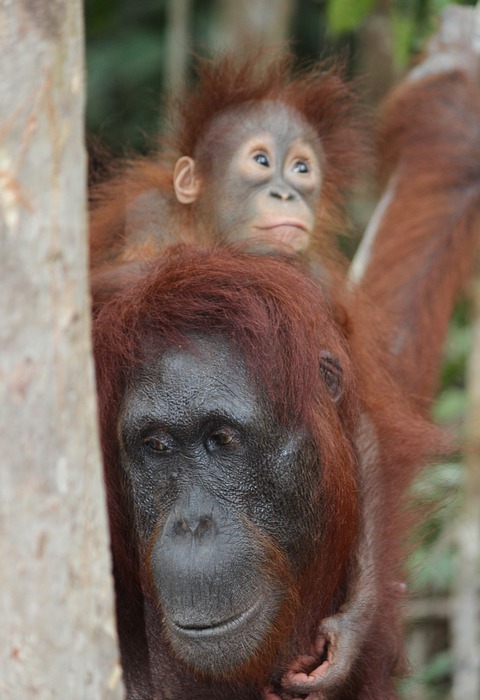 orangutans, animals, baby orangutan