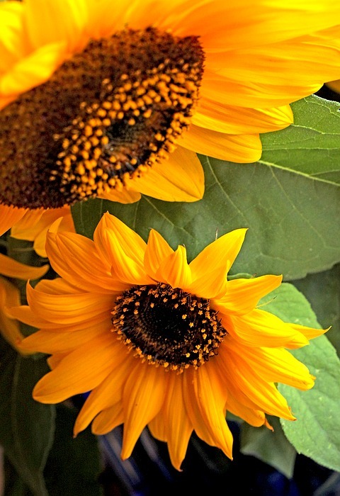 sunflower, flower, flowering