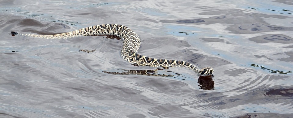 eastern diamondback rattlesnake, viper, poisonous