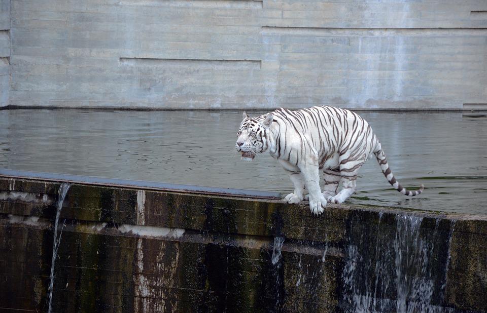 tiger, white tiger, jump
