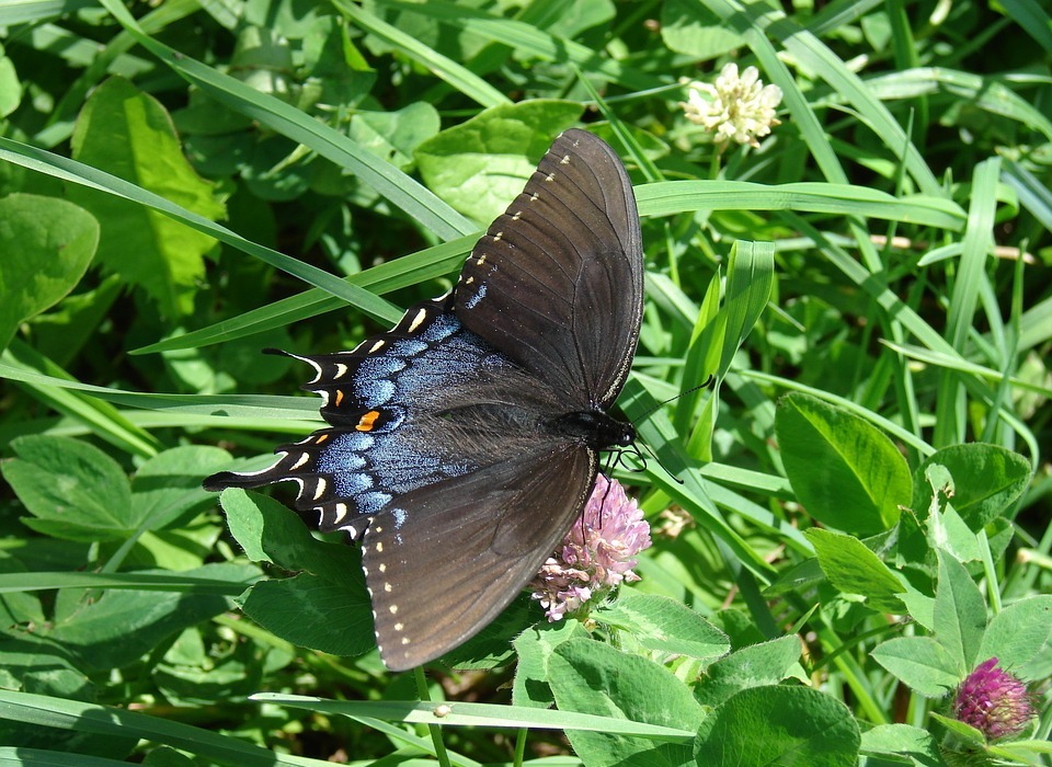 butterfly, earth day, nature
