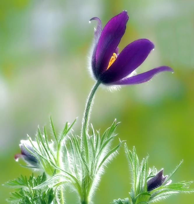 pulsatilla, pasque flower, spring