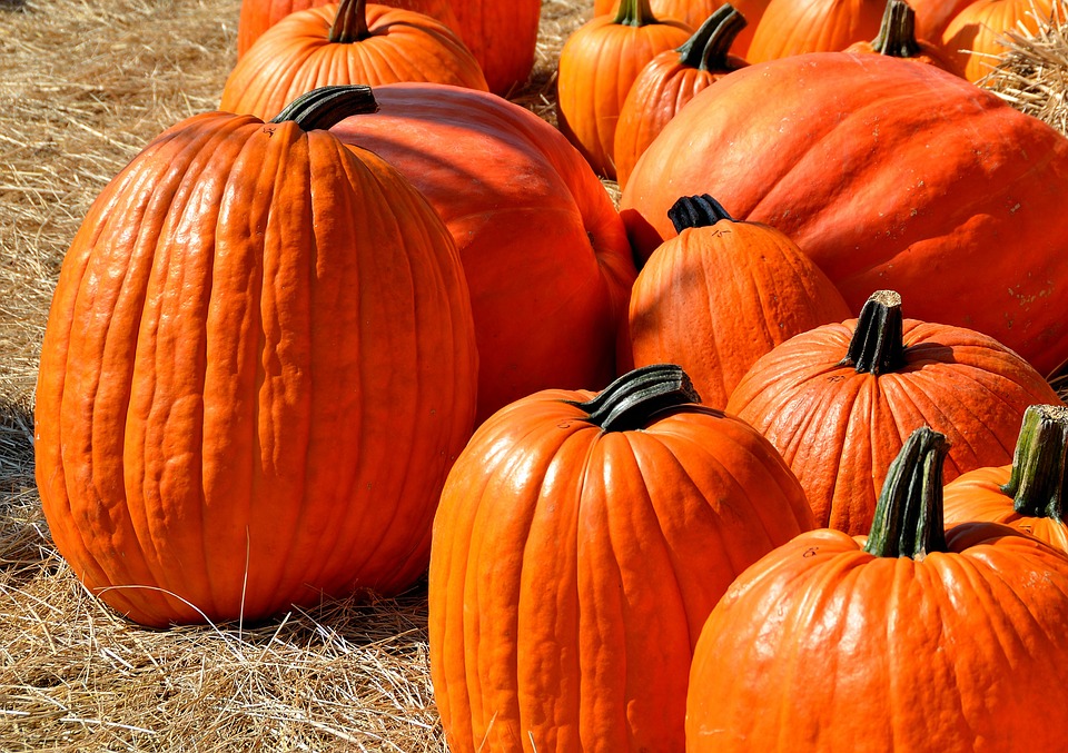 pumpkins, halloween, autumn