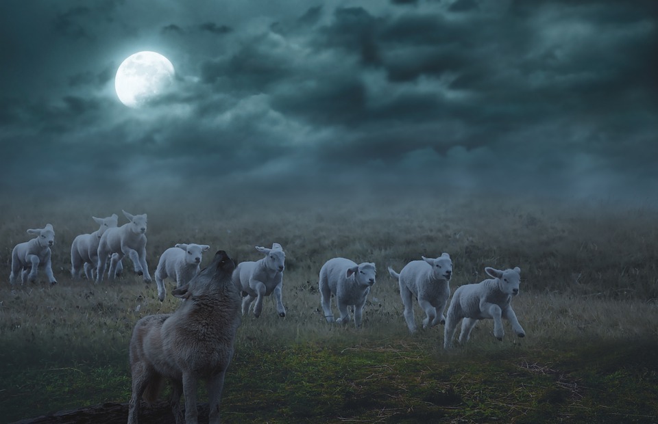 wolf, lambs, night