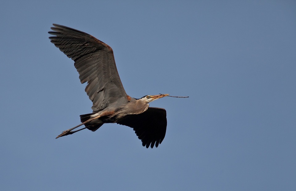 great blue heron, flying, bird