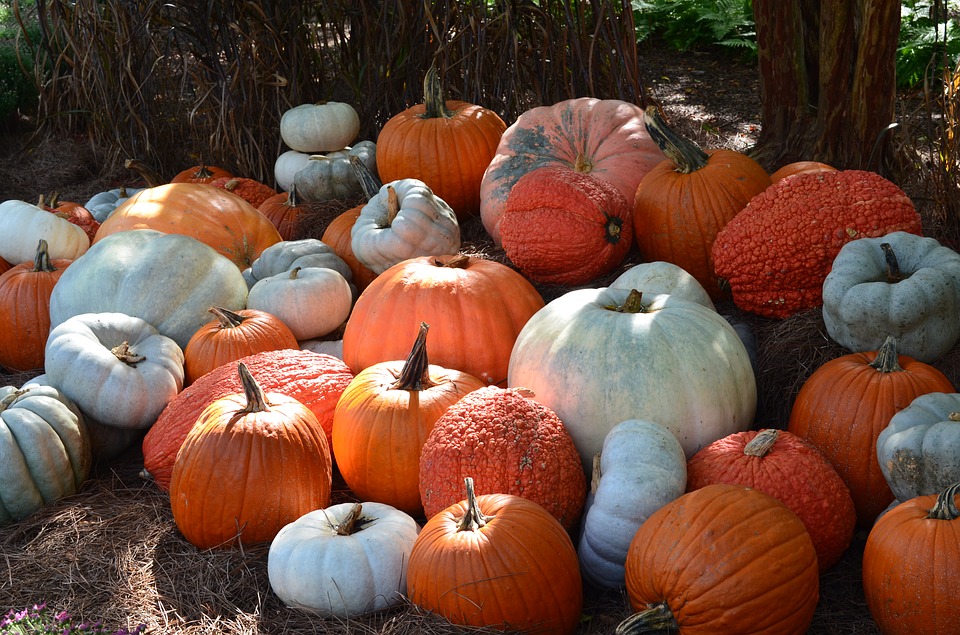 pumpkins, fall, halloween