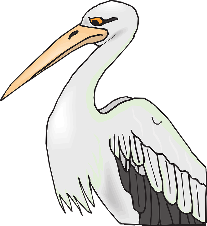 pelican, bird, grey