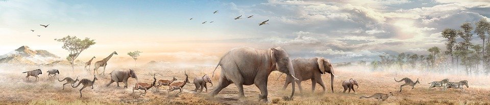 animals, elephant, baby elephant