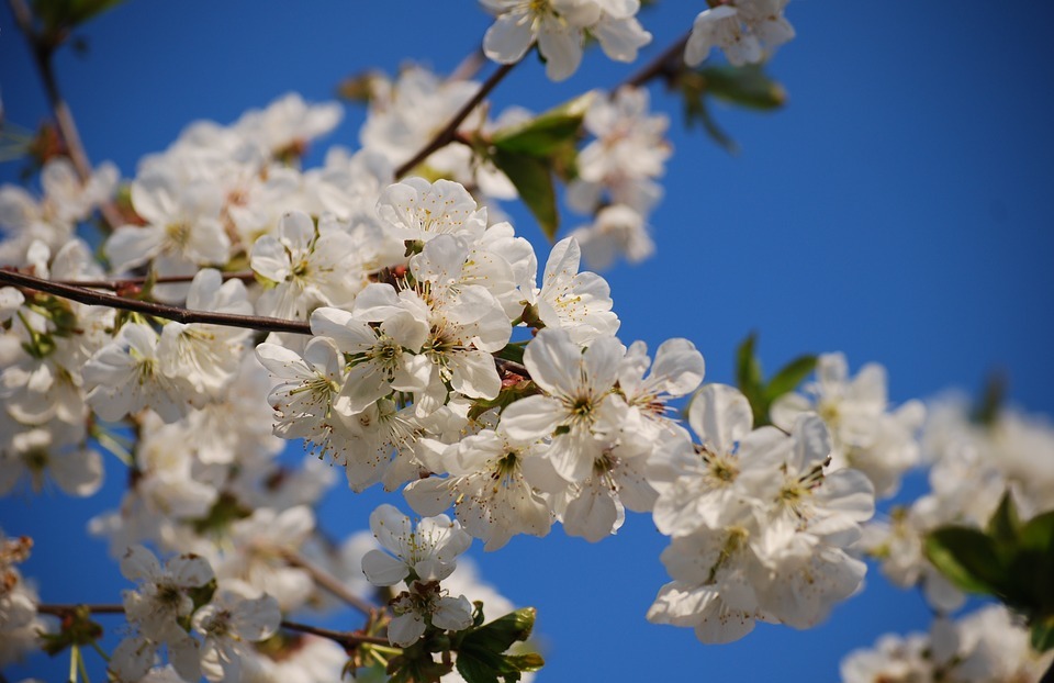 cherry blossoms, blooms, blooming