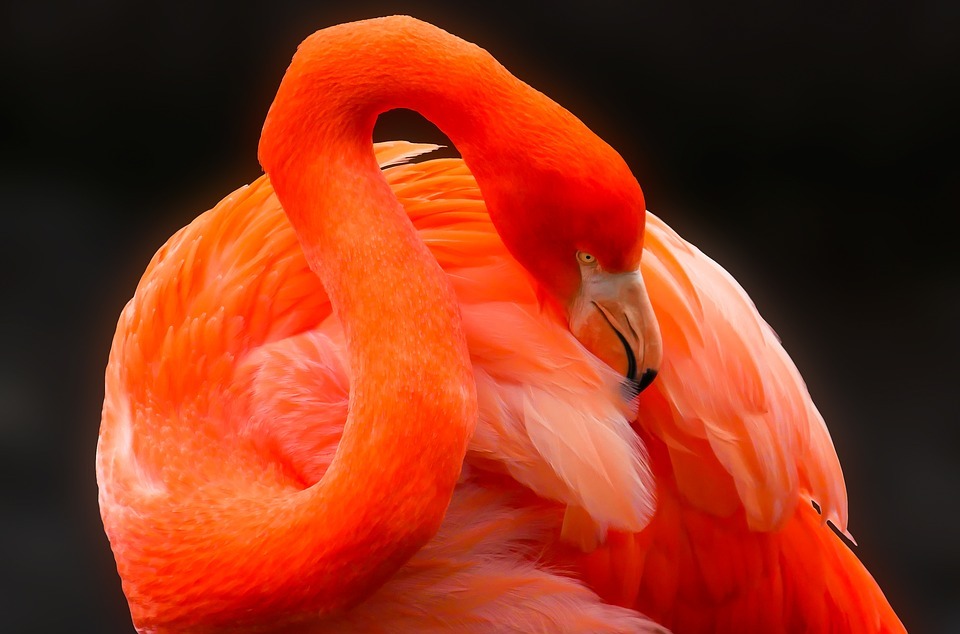 animal, bird, flamingo