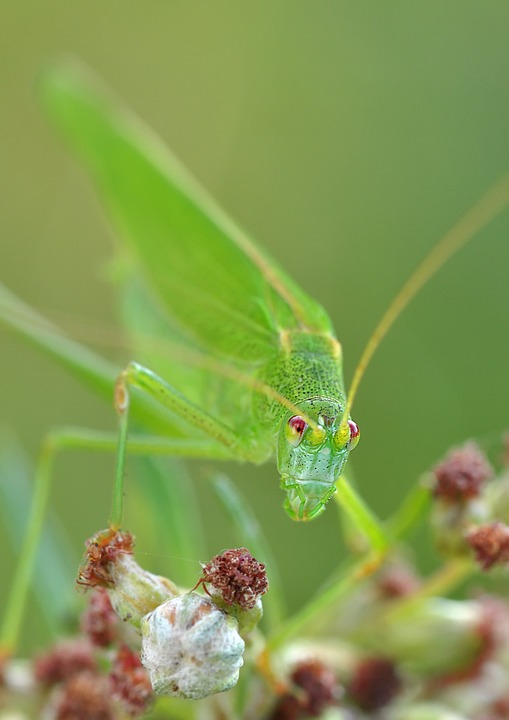 konik, grasshopper, insect
