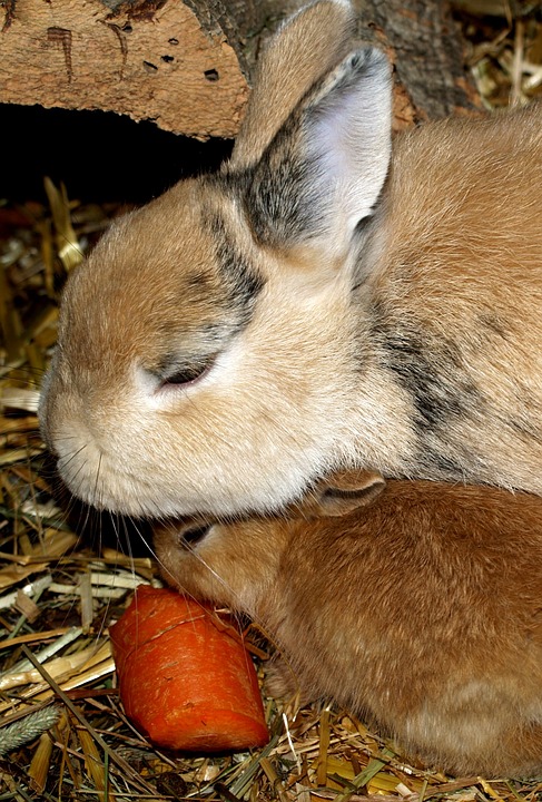 hare baby, rabbit family, pets