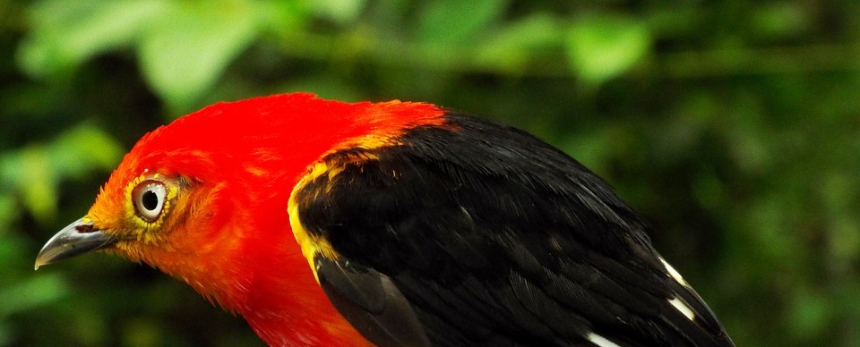 uirapuru, brazilian birds, birds