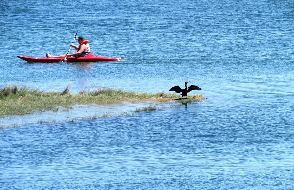 kayaking, boat, bird