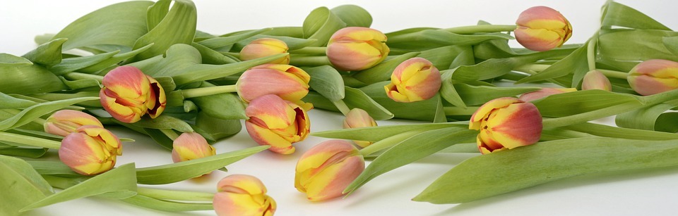 tulips, flowers, orange