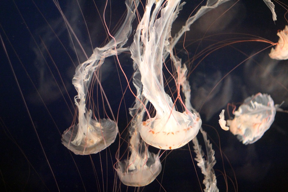 jellyfish, aquarium, ocean