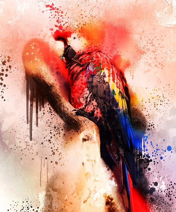 bird, colorful, macaw