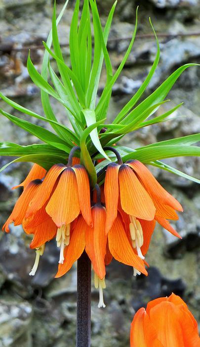 inverted tulip, crown imperial, orange flower