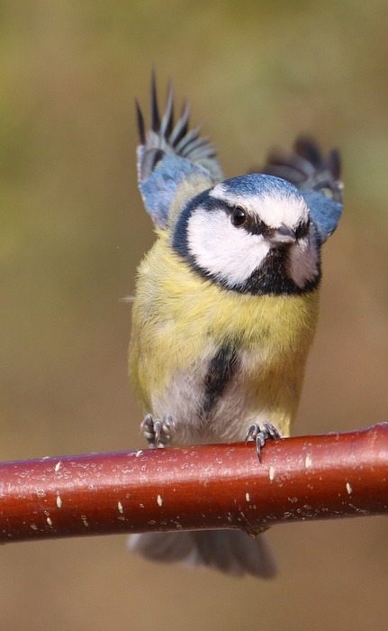 blue tit, garden bird, flying