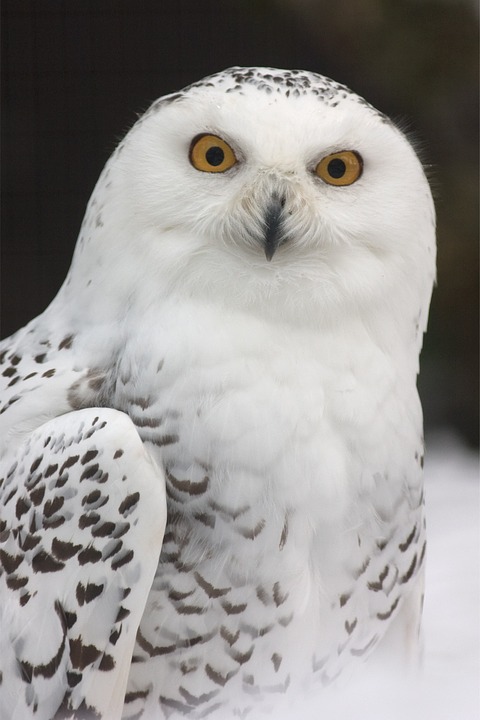snowy owl, owl, zoo
