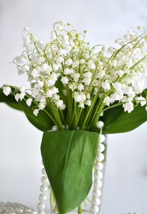 lilies of the valley, flowers, spring