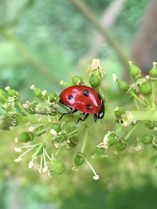 ladybug, branch, flower