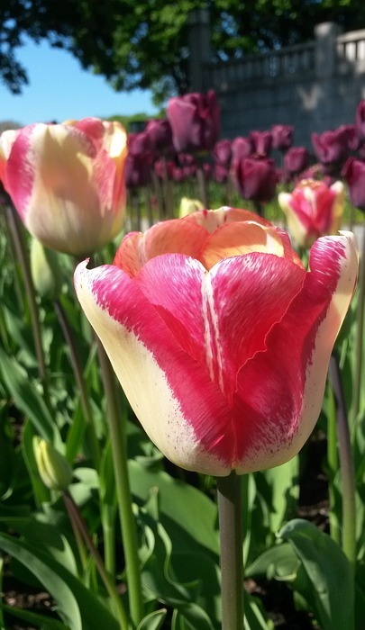 tulip, tulpenbluete, spring