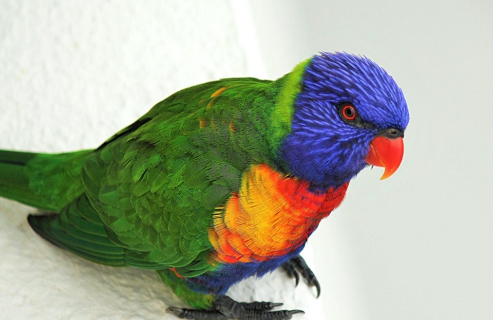 lorikeet, bird, colorful