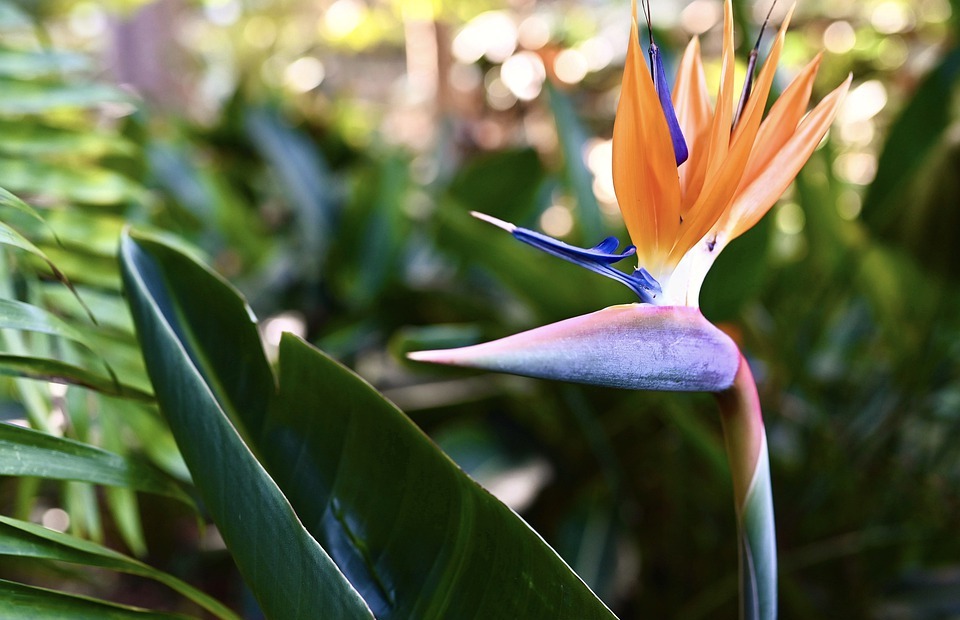 bird of paradise flower, caudata, exotic