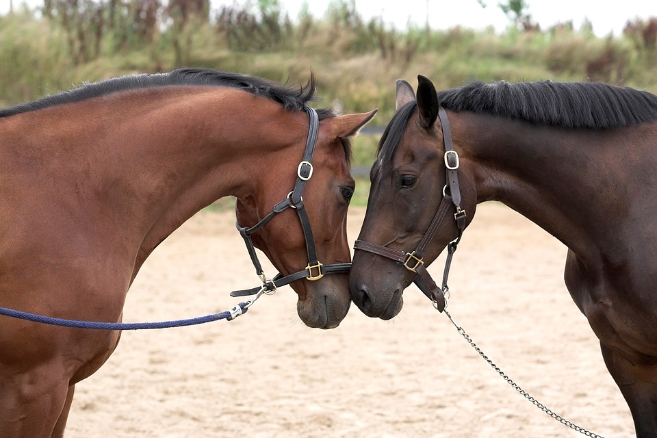 horses, love, sweet