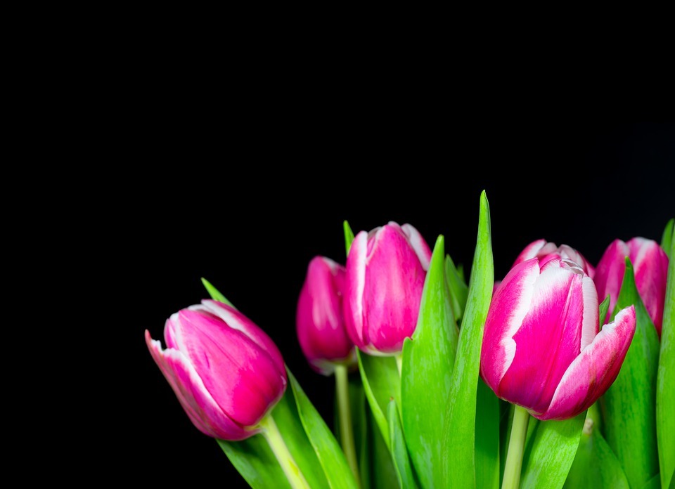 tulips, bouquet, flowers