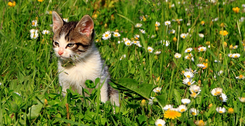 cats, garden, grass