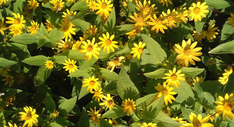 small yellow flowers, nature, garden