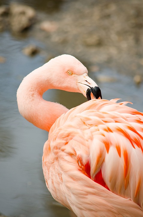 flamingo, water bird, pink flamingo