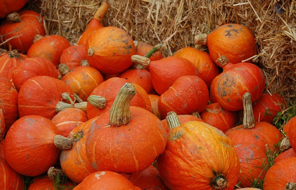 pumpkin, thanksgiving, orange