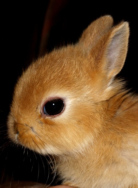 hare baby, pet, sweet