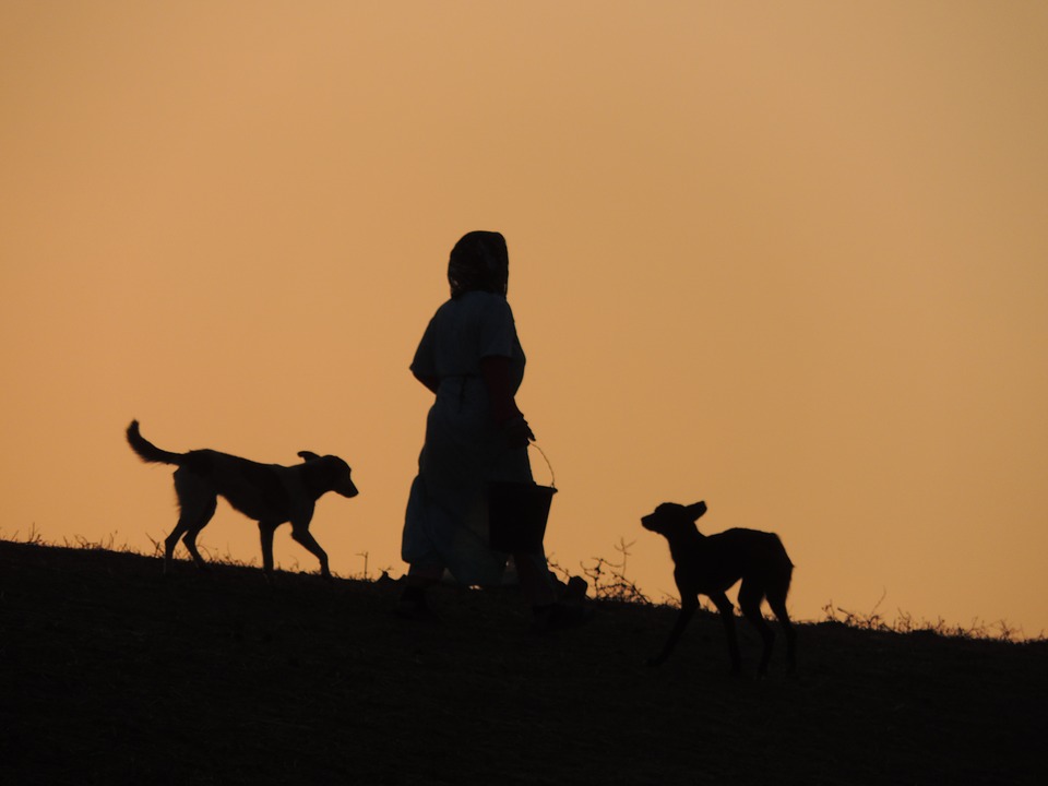 sunset, dog, animals